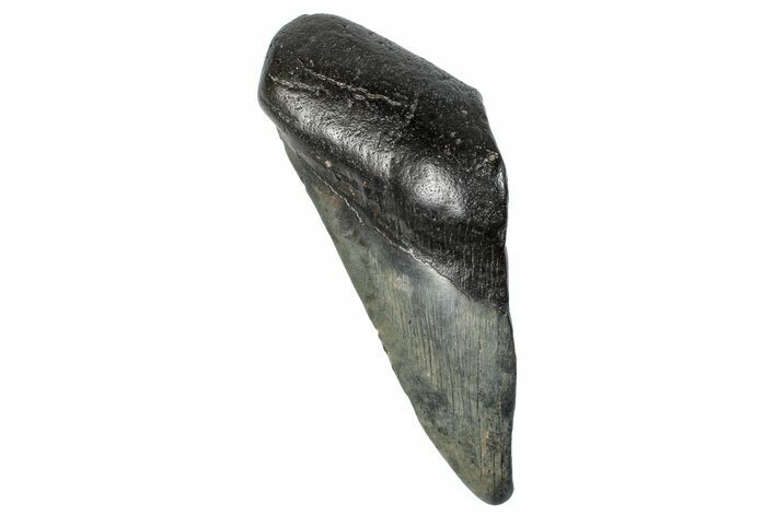 Partial Fossil Megalodon Tooth - South Carolina #272577